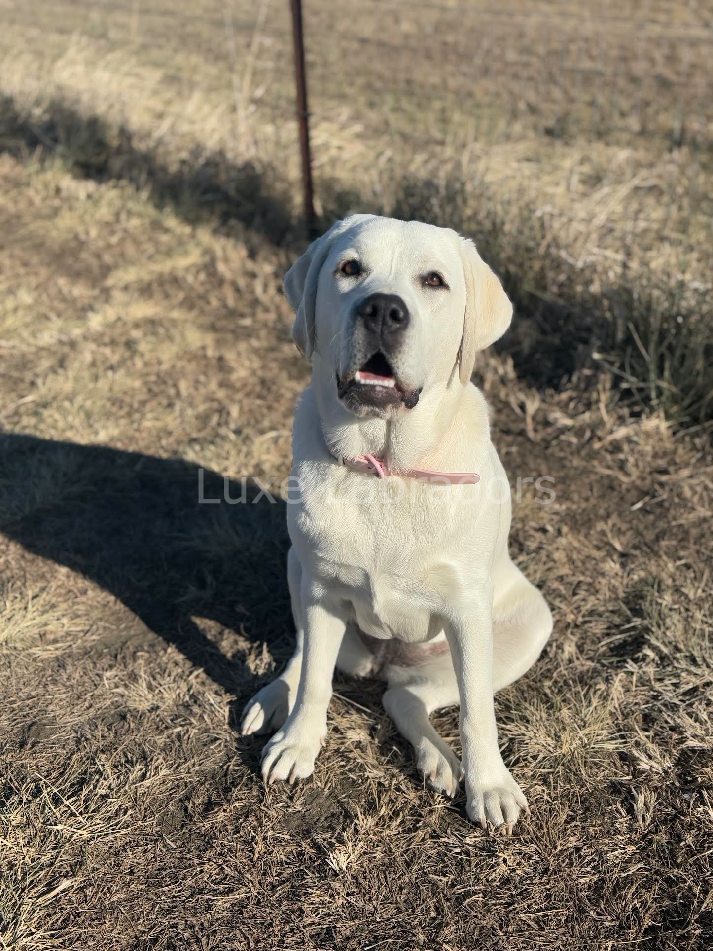 Upcoming Litter