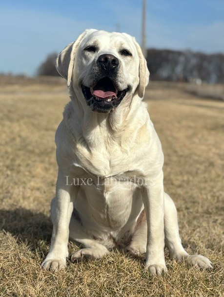 Upcoming Litter